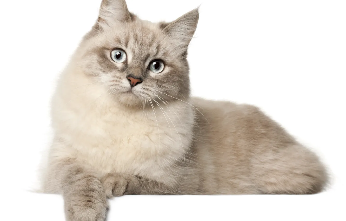 Photo wallpaper cat, cat, white background