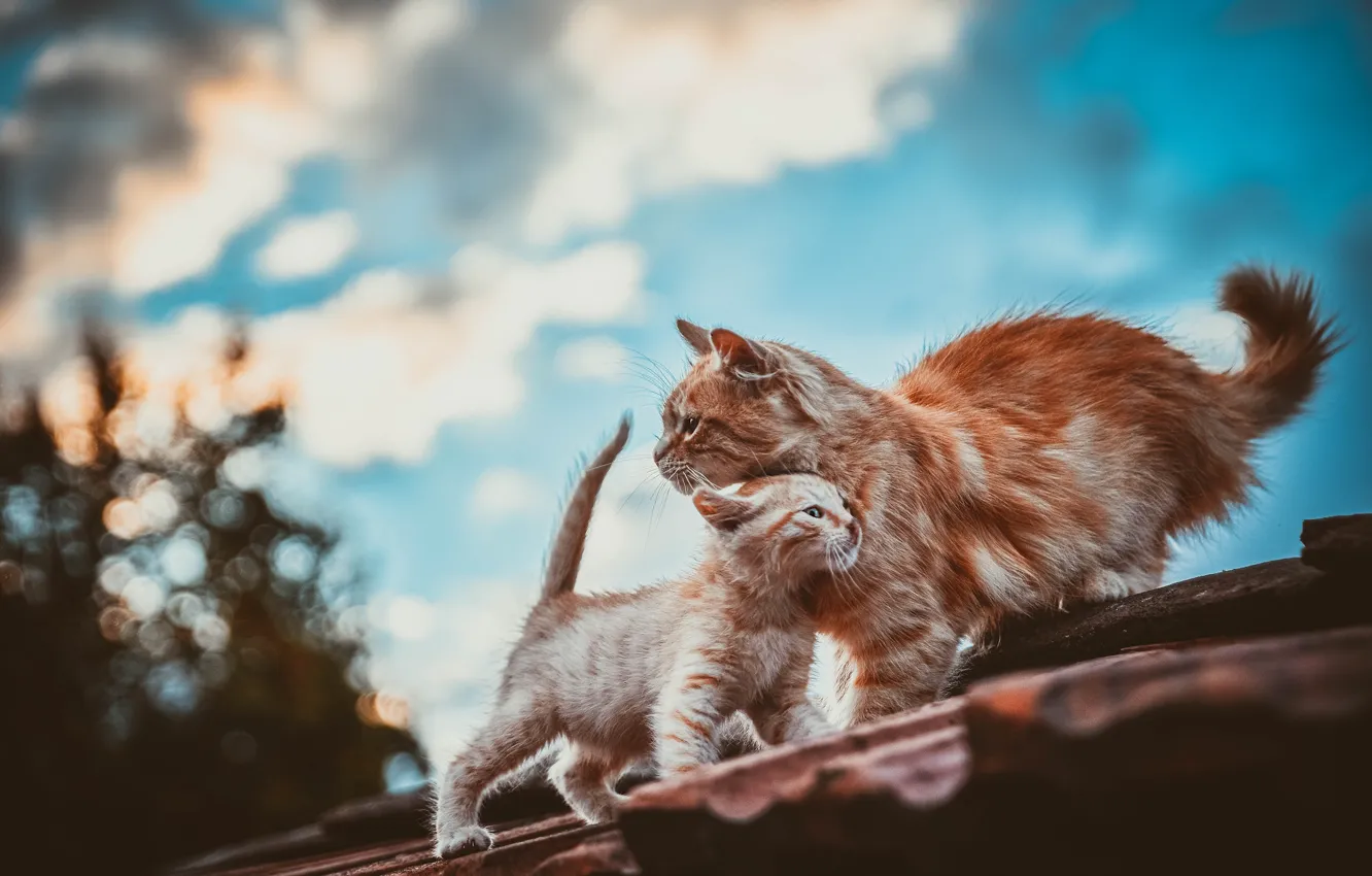 Photo wallpaper roof, cat, the sky, clouds, pose, blue, height, red