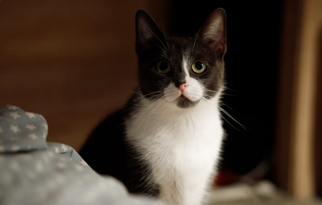 Photo wallpaper cat, look, kitty, cat