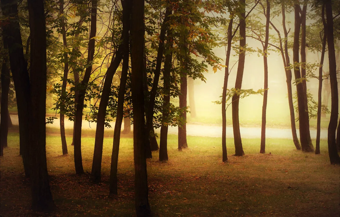 Photo wallpaper autumn, forest, trees, nature, fog, Park, morning, trunk