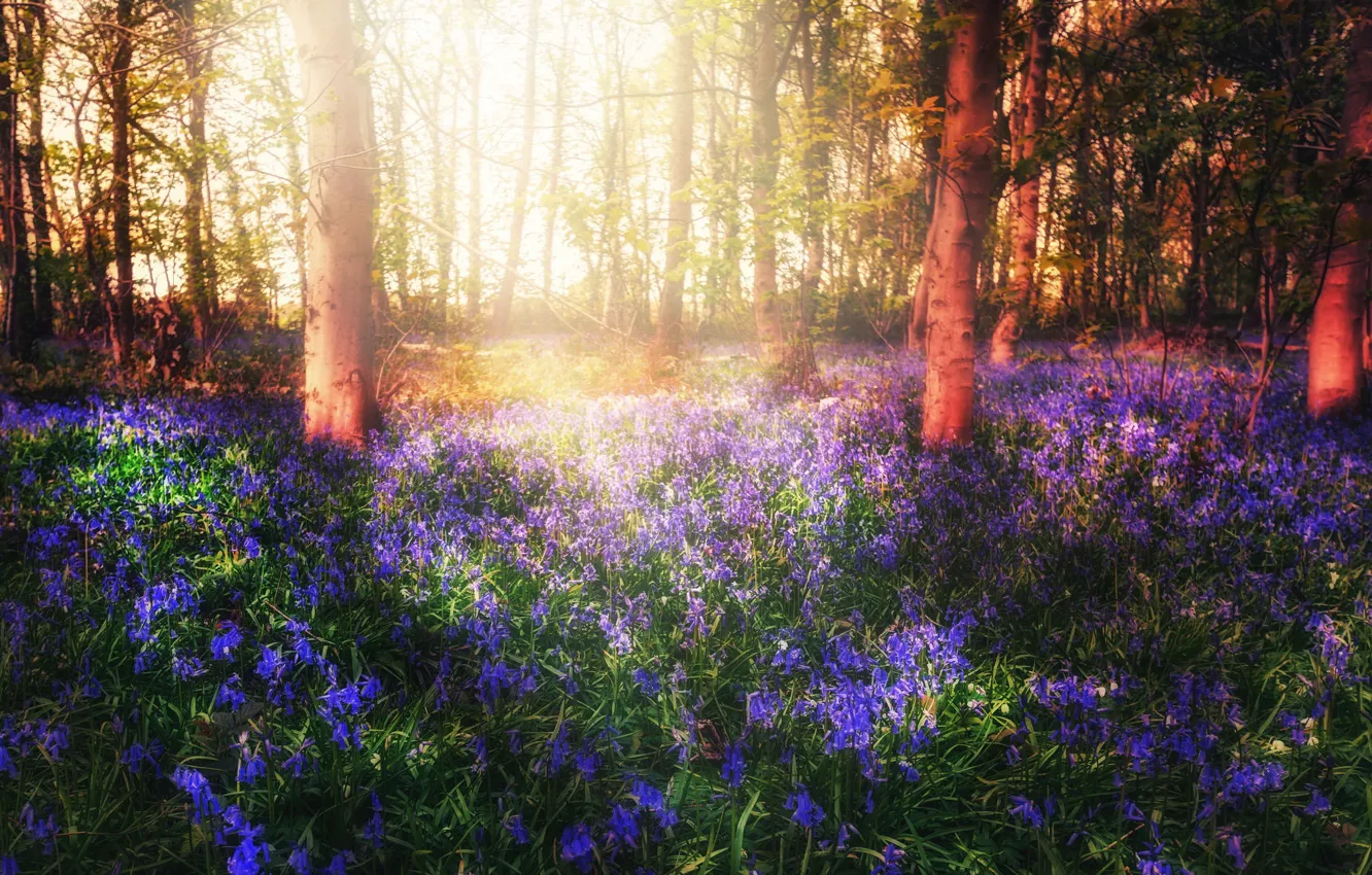 Photo wallpaper forest, light, flowers, spring