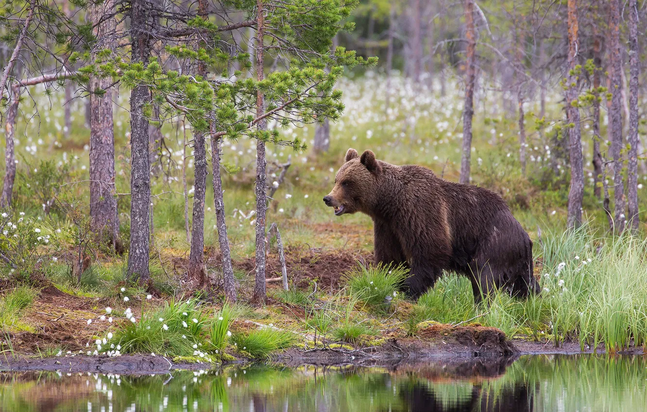 Photo wallpaper forest, look, nature, pose, shore, bear, bear, pond