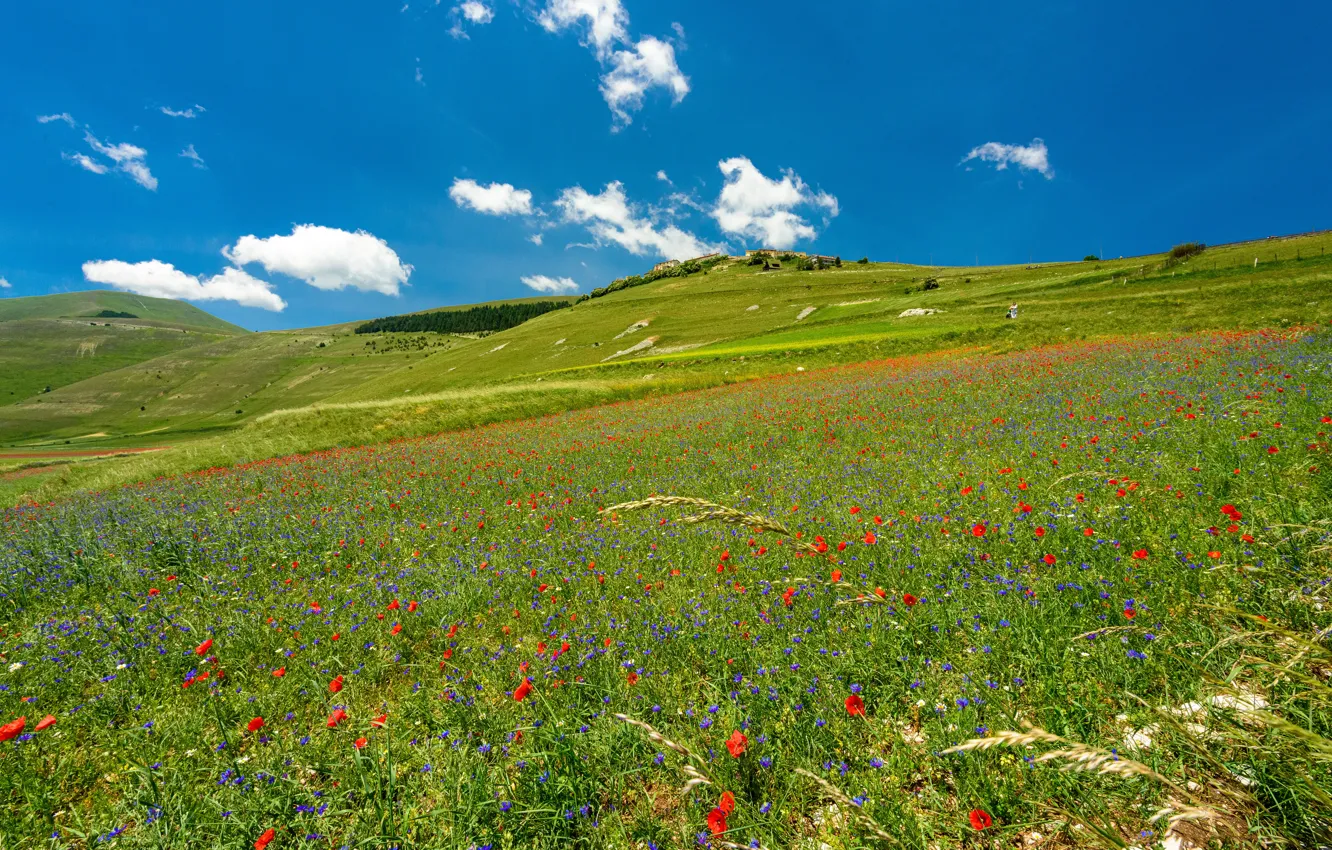 Photo wallpaper flowers, blue, Maki, meadow, hills, the sky