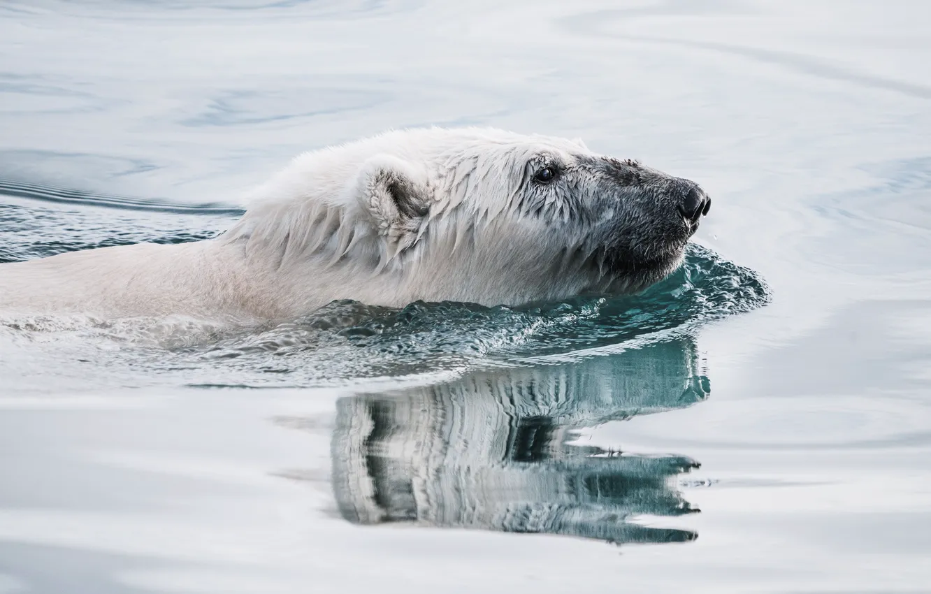 Photo wallpaper white, look, face, water, reflection, bear, bathing, profile
