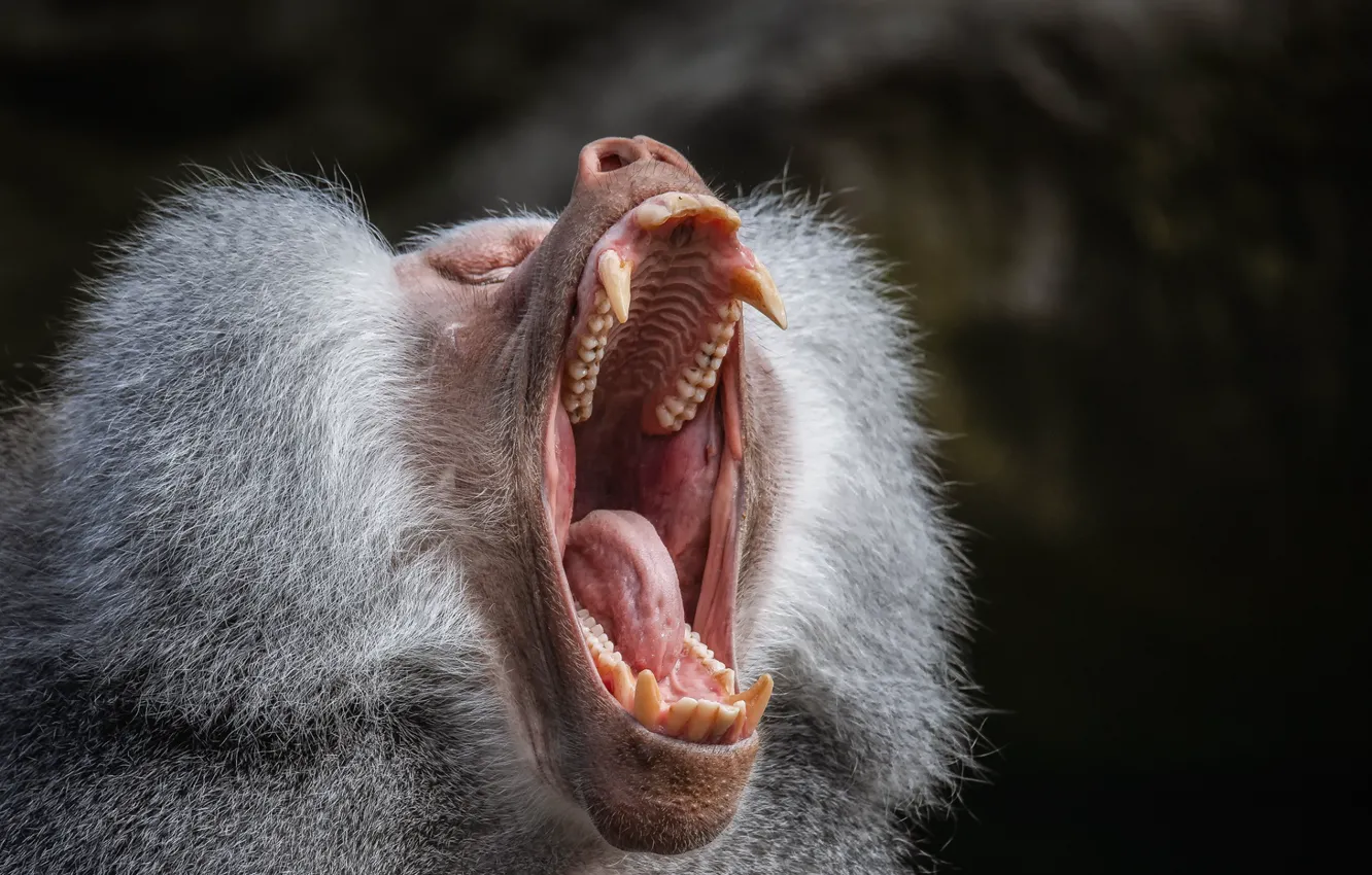 Photo wallpaper monkey, scream, tongue, teeth