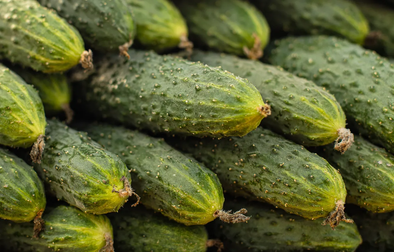 Photo wallpaper harvest, a lot, fresh, cucumbers