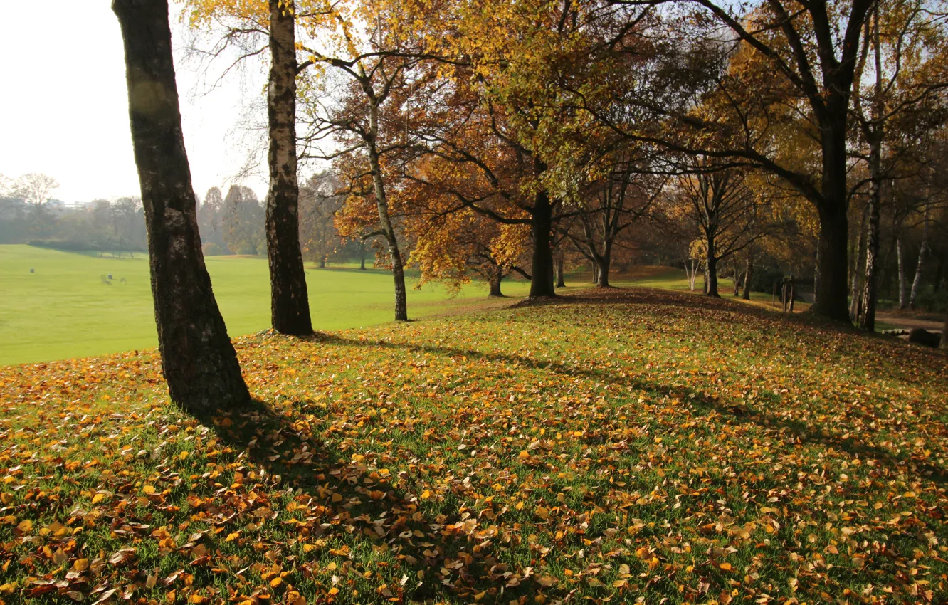 Photo wallpaper trees, foliage, Autumn, falling leaves, trees, leaves, fall, аutumn