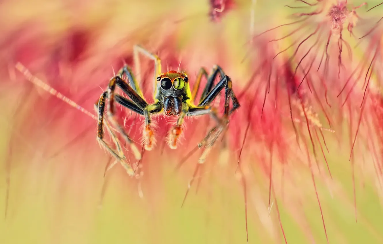 Photo wallpaper macro, spider, spider