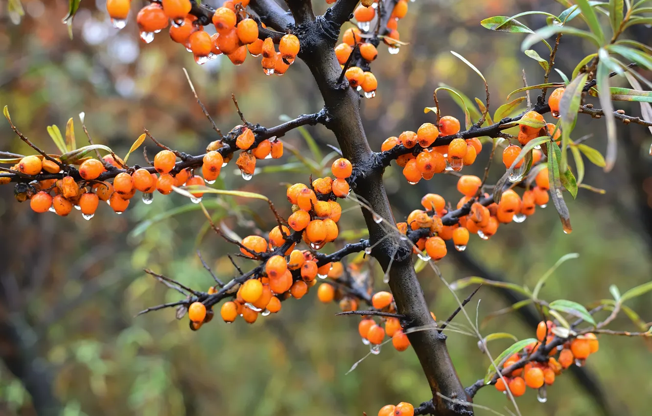 Photo wallpaper leaves, drops, branches, nature, berries, garden, bokeh, sea buckthorn