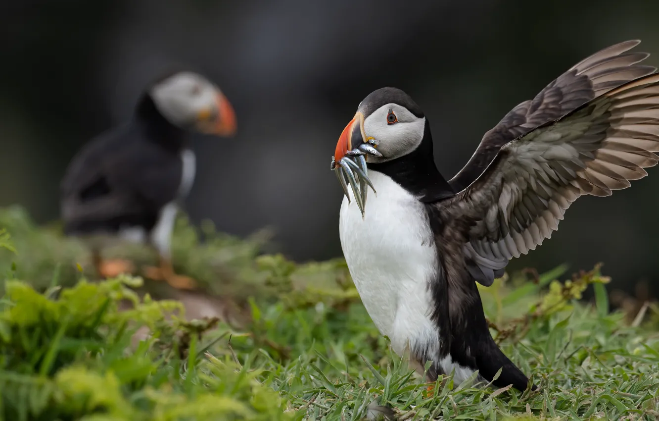 Photo wallpaper bird, wings, fish, stalled, mining, meal