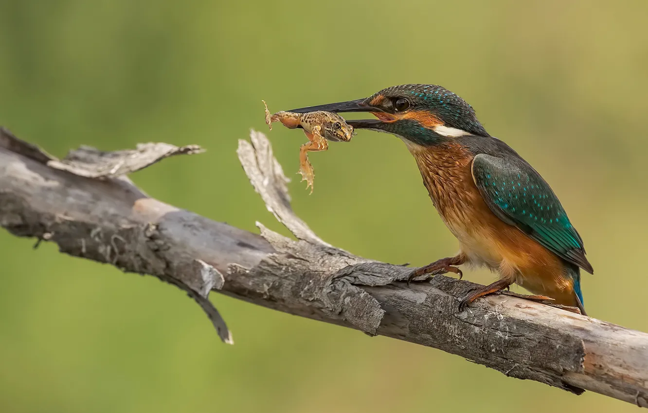 Photo wallpaper background, bird, frog, branch, mining, Kingfisher, meal