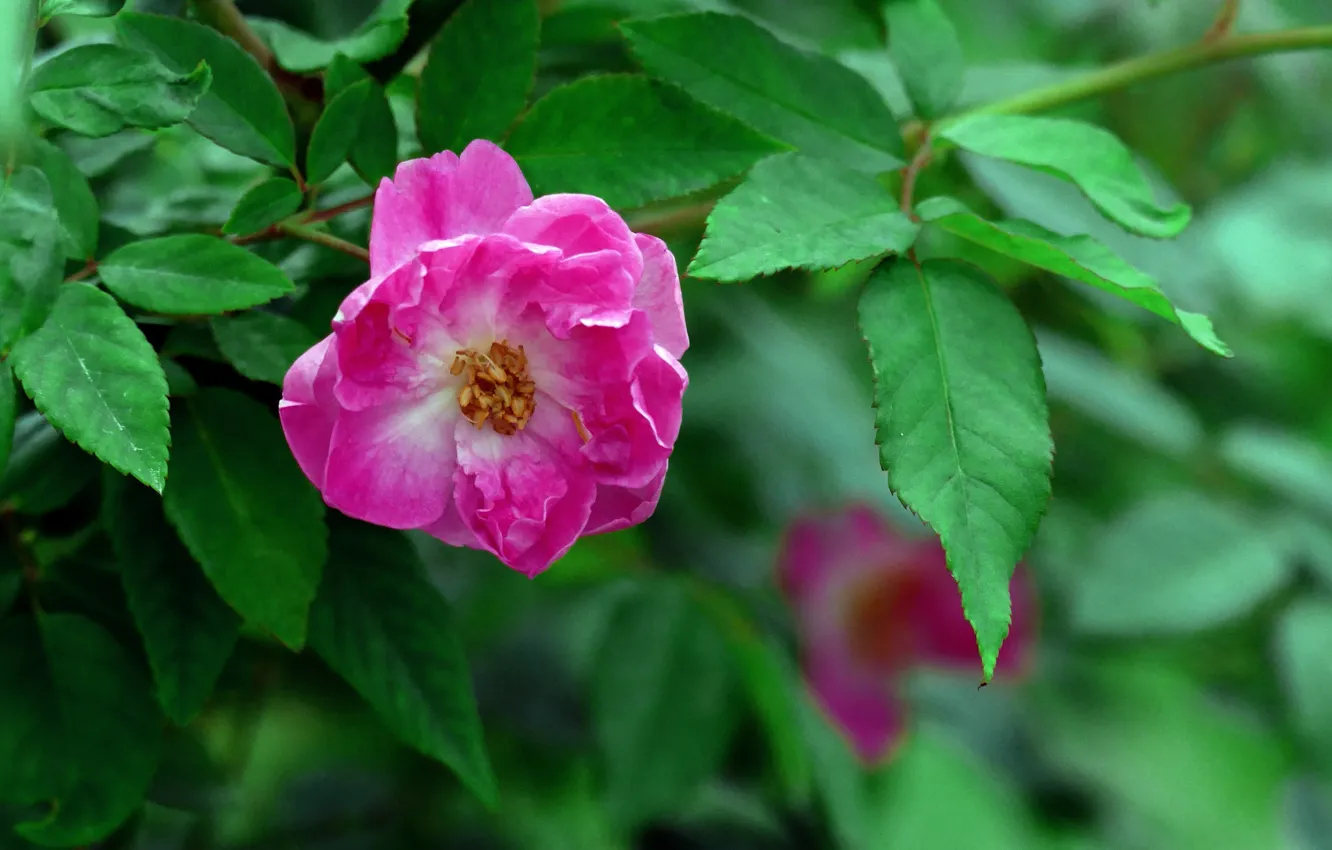 Photo wallpaper Rose, Bush, Flowering