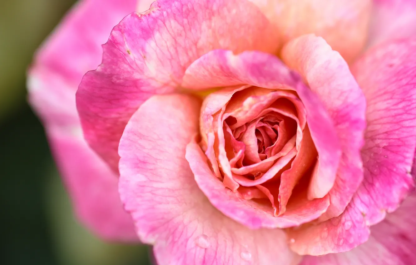 Photo wallpaper macro, close-up, pink, rose, petals, Bud