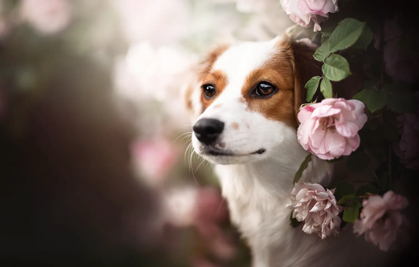 Photo wallpaper look, face, flowers, dog, bokeh, kooikerhondje