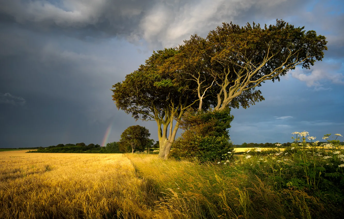Photo wallpaper field, the sky, grass, trees, clouds, overcast, England, rainbow