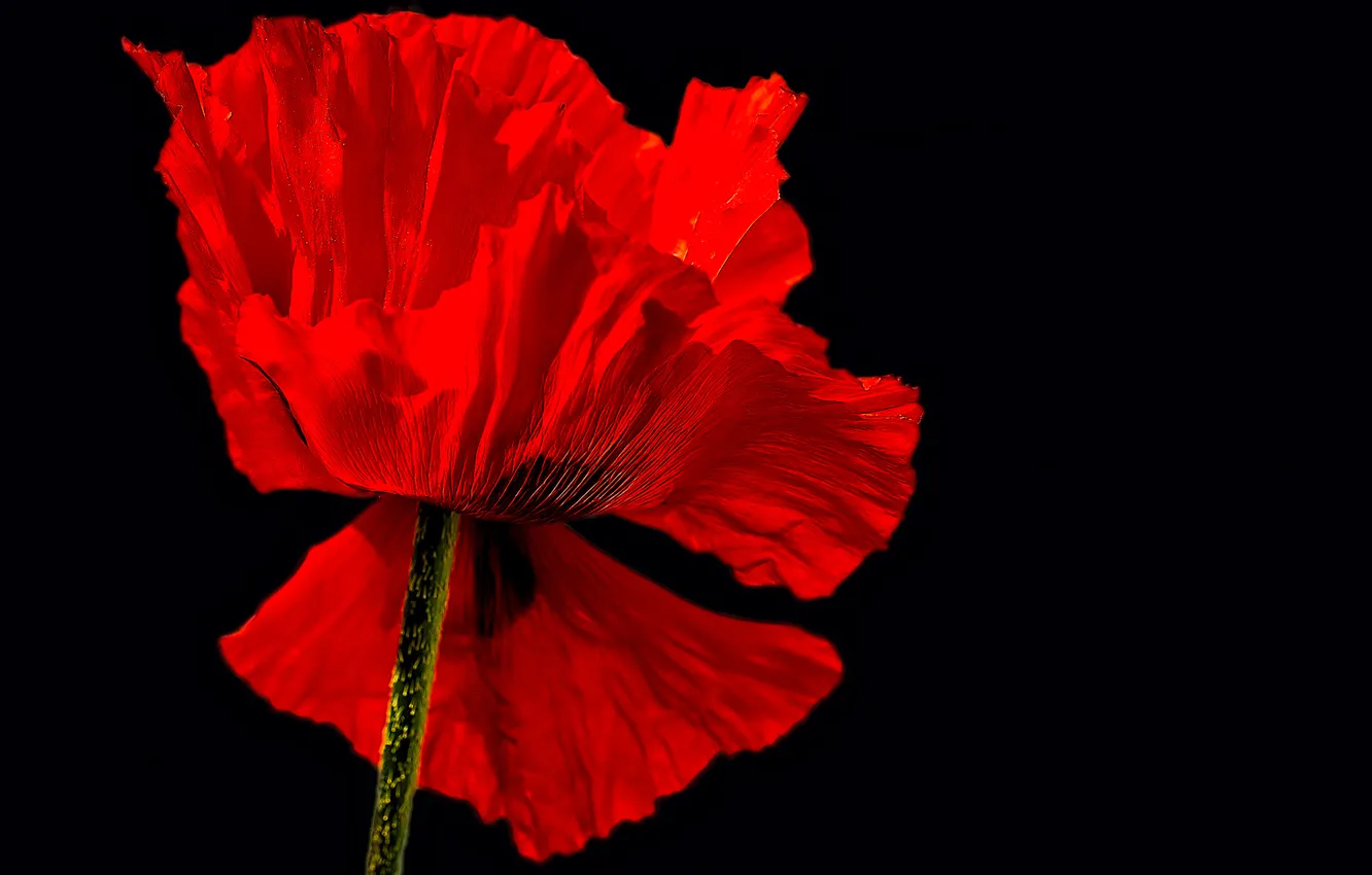 Photo wallpaper flowers, background, Mac, petals