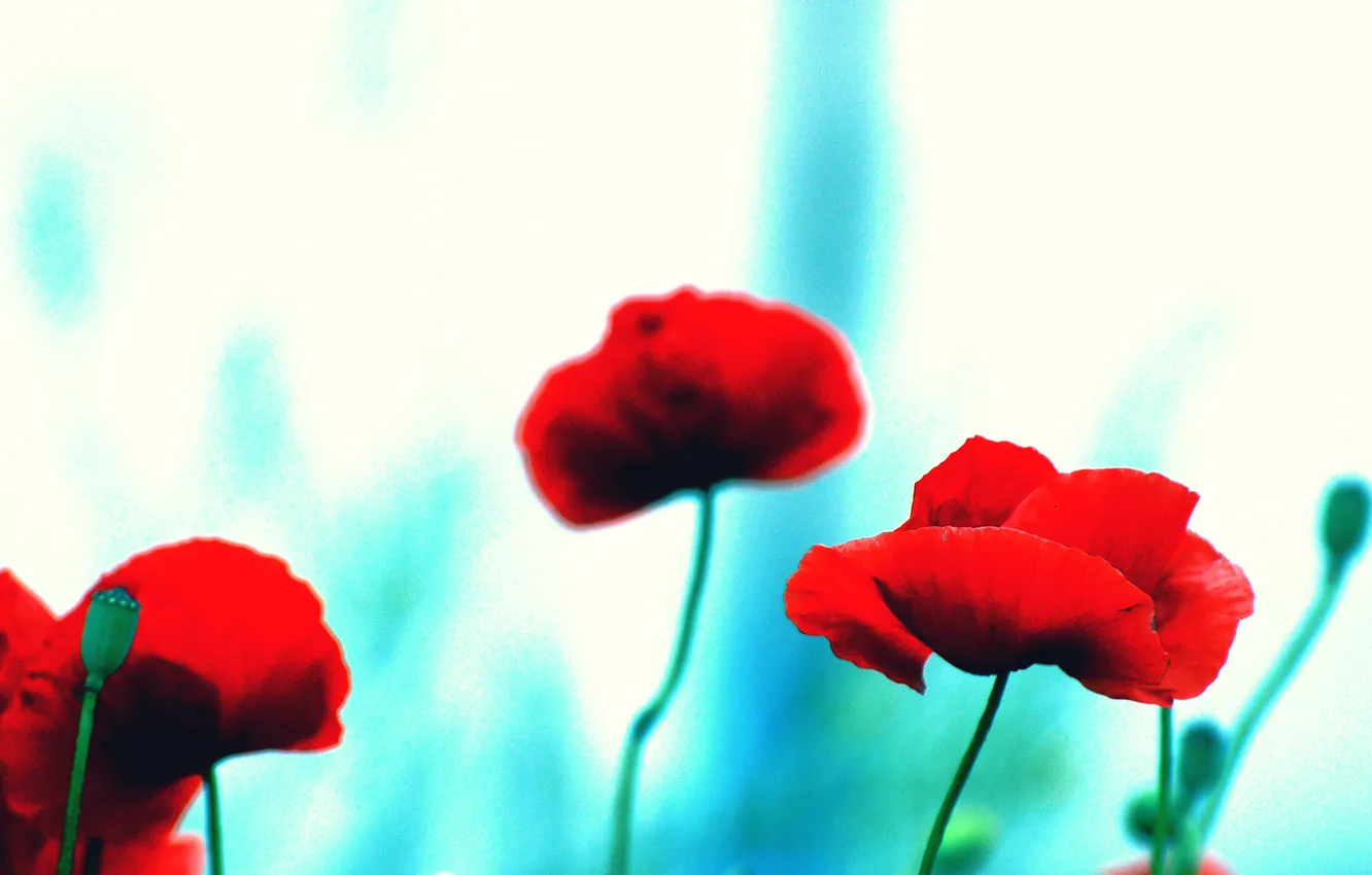 Photo wallpaper field, macro, Maki, petals, meadow