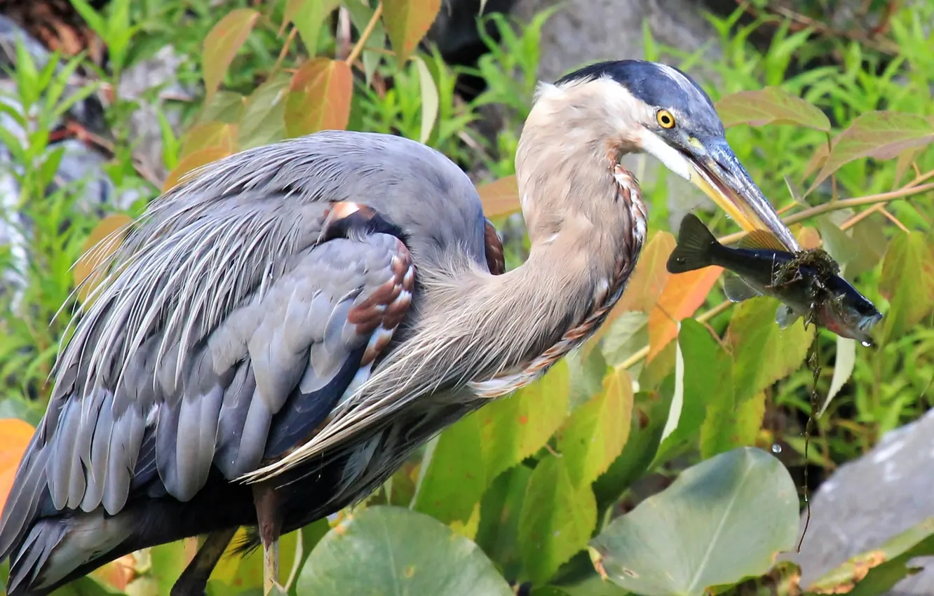 Photo wallpaper nature, fish, Heron, Prica