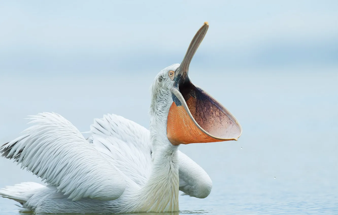 Photo wallpaper nature, bird, Pelican