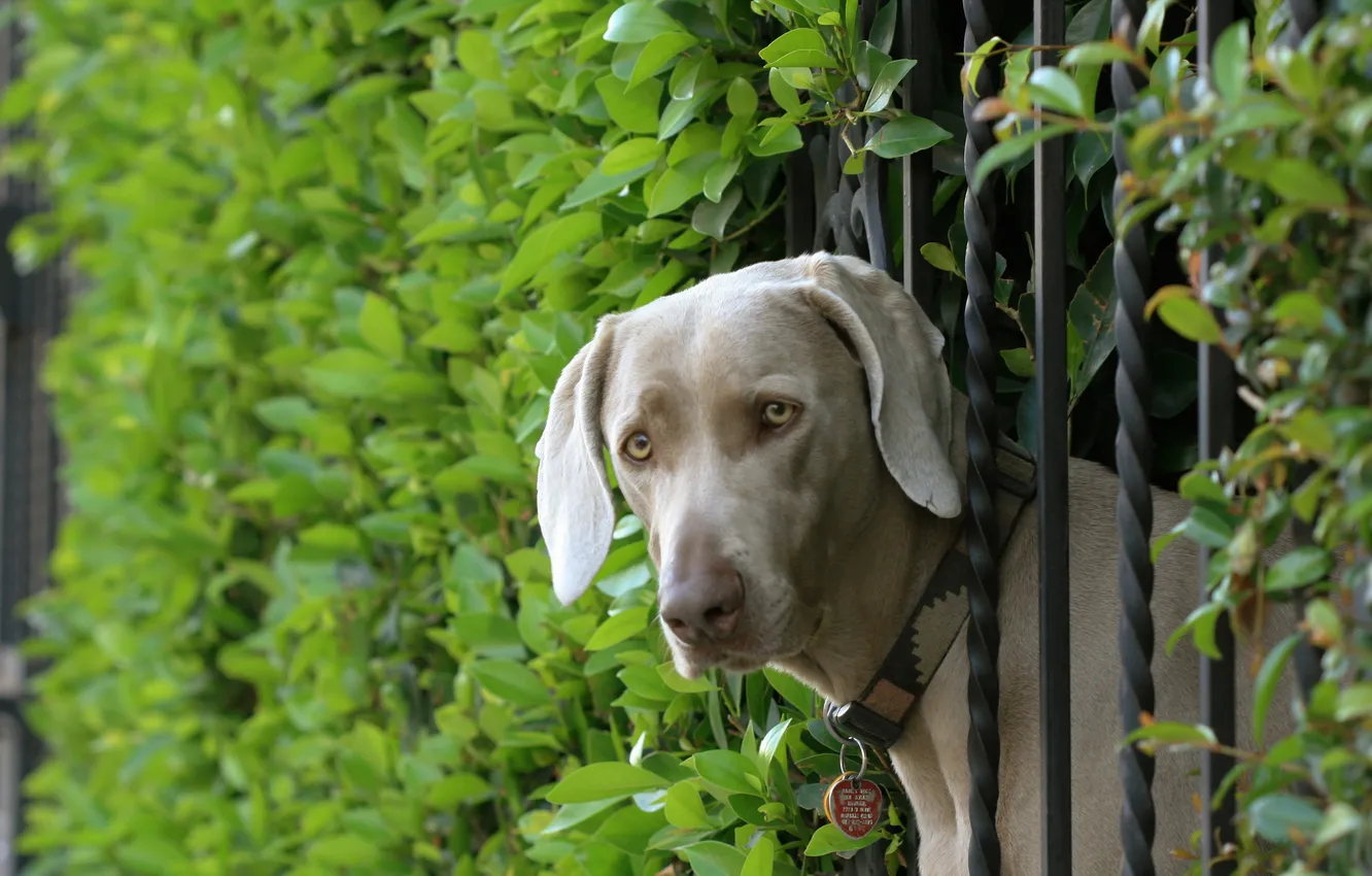 Photo wallpaper look, each, dog