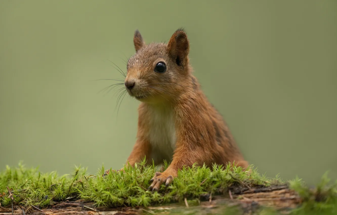 Photo wallpaper background, moss, protein