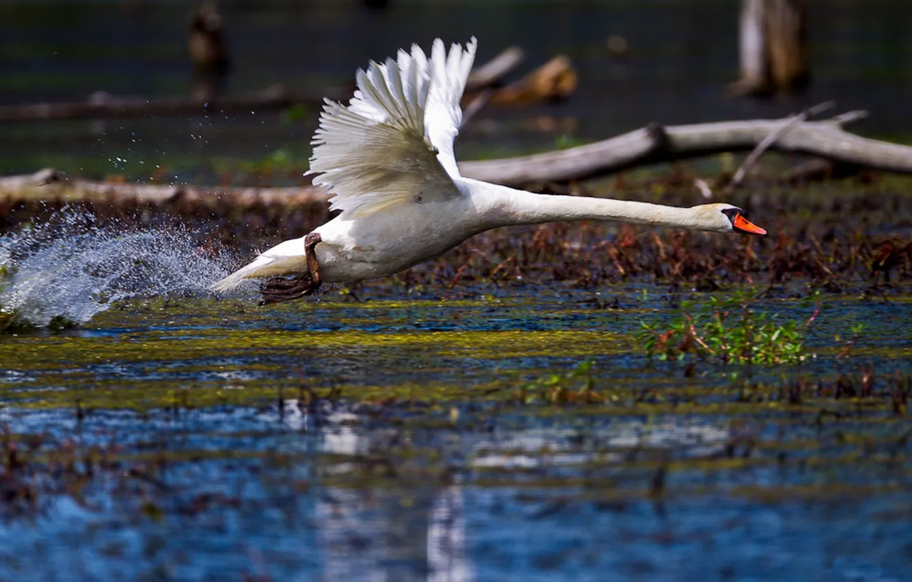 Photo wallpaper white, water, drops, squirt, lake, pond, bird, wings