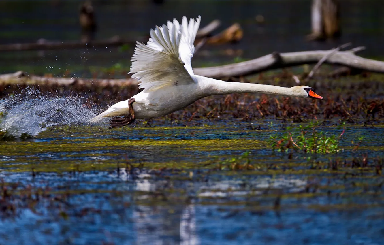 Photo wallpaper WATER, WHITE, WINGS, DROPS, The RISE, SQUIRT, BIRD, POND