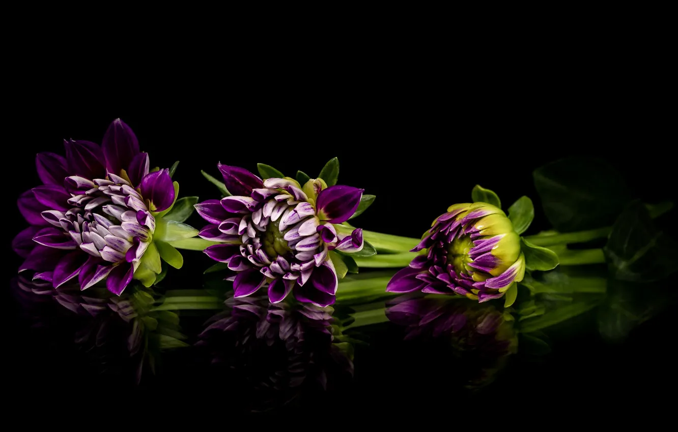 Photo wallpaper reflection, buds, dahlias