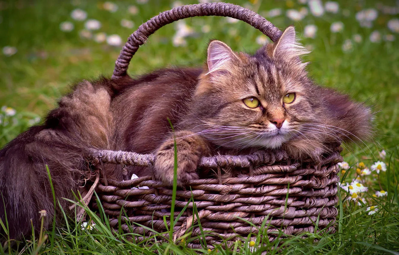 Photo wallpaper cat, cat, glade, lies, basket