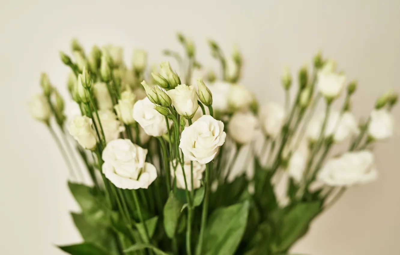 Photo wallpaper flowers, background, white, white, beautiful, eustoma, Yarovoy Aleksandr