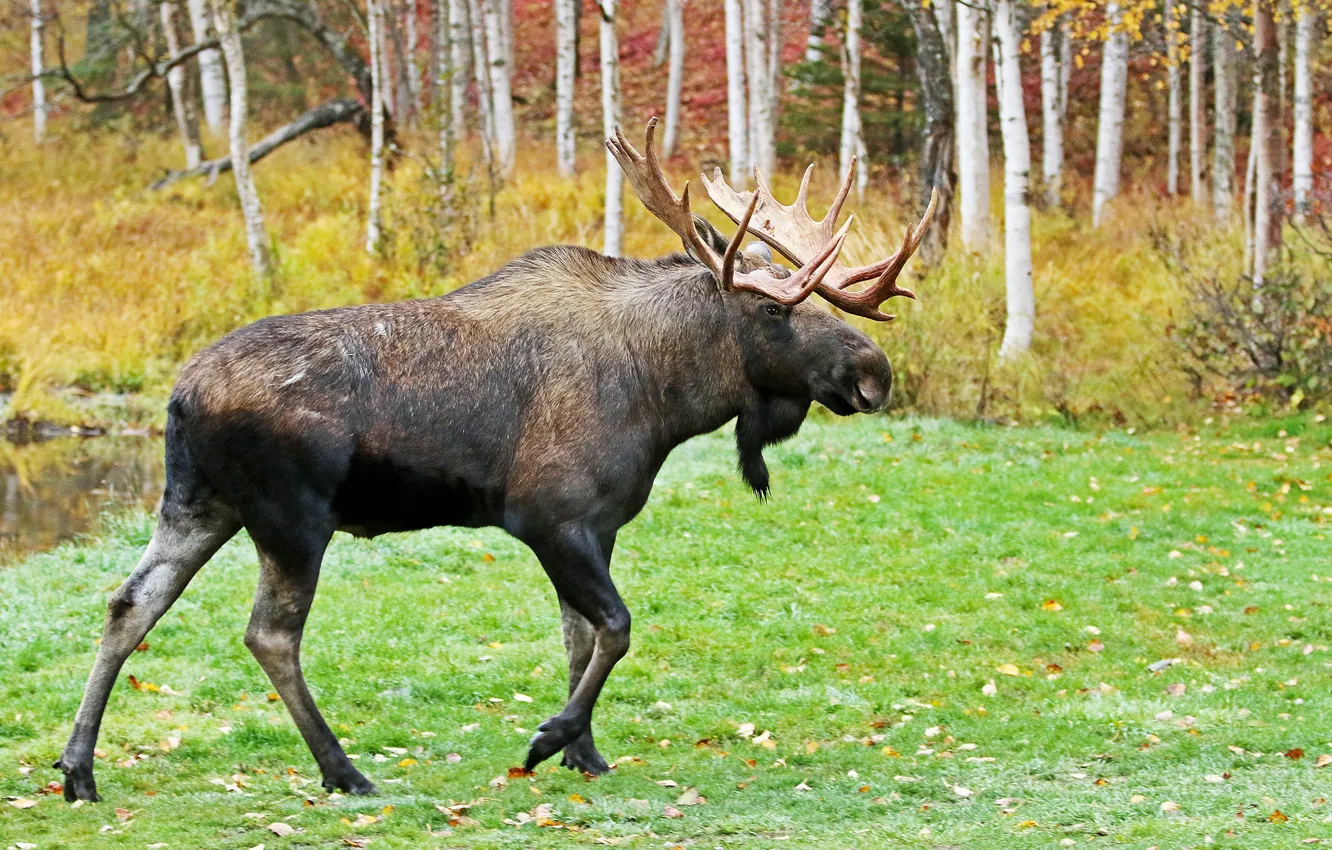 Photo wallpaper autumn, forest, nature, glade, foliage, birch, grove, moose