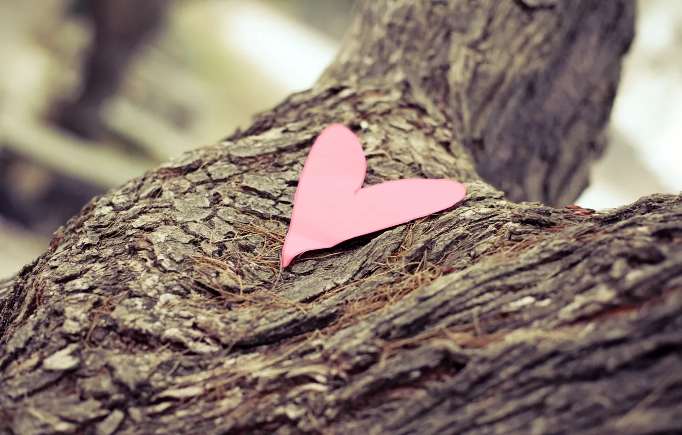 Photo wallpaper macro, trees, paper, background, mood, widescreen, Wallpaper, heart