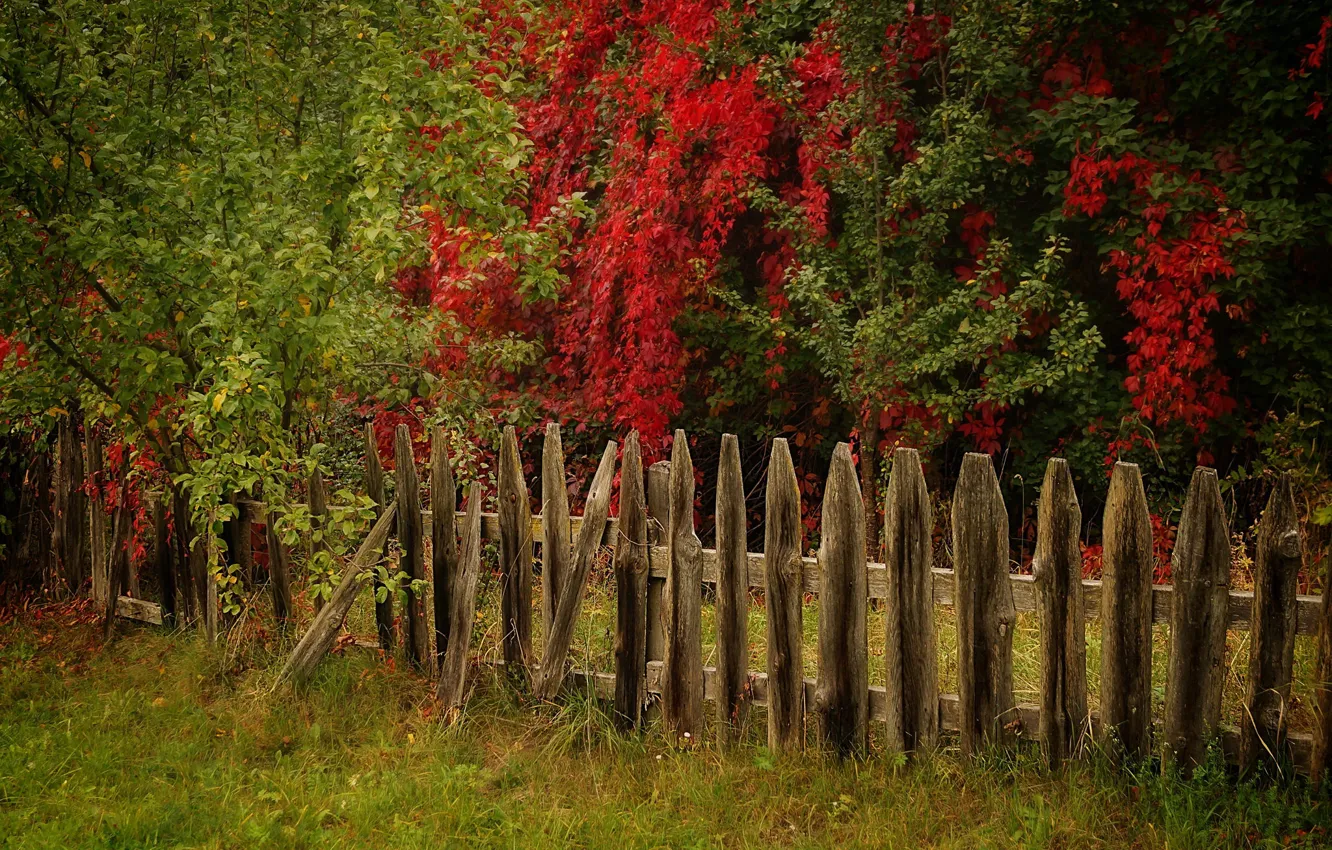 Photo wallpaper autumn, trees, the fence