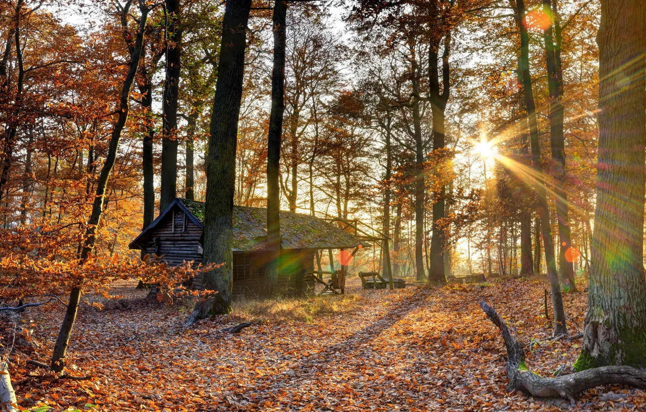 Photo wallpaper autumn, forest, house