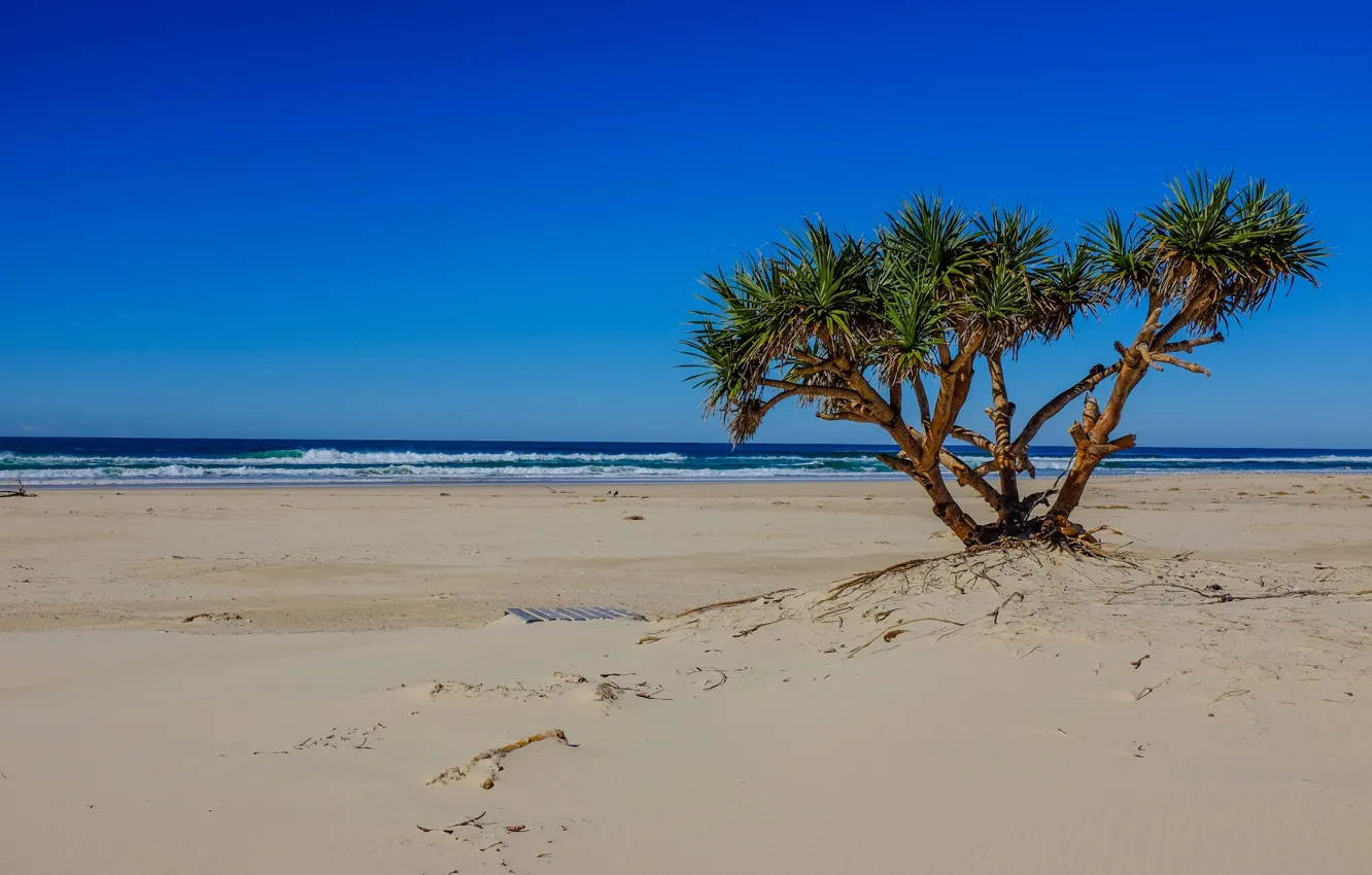Photo wallpaper sand, wave, tree, the ocean, Beach
