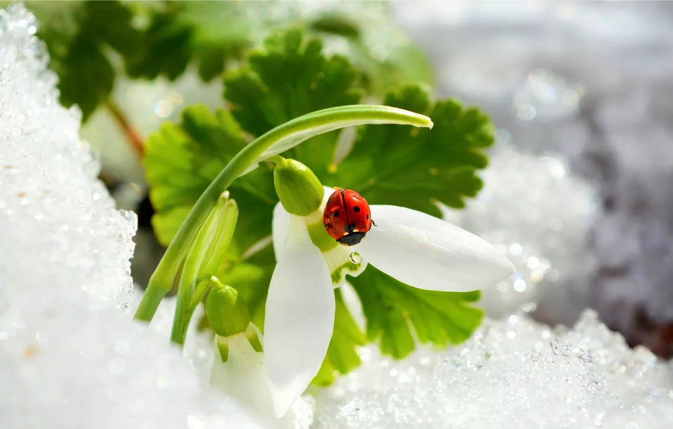 Photo wallpaper snow, snowdrops, snow, snowdrop