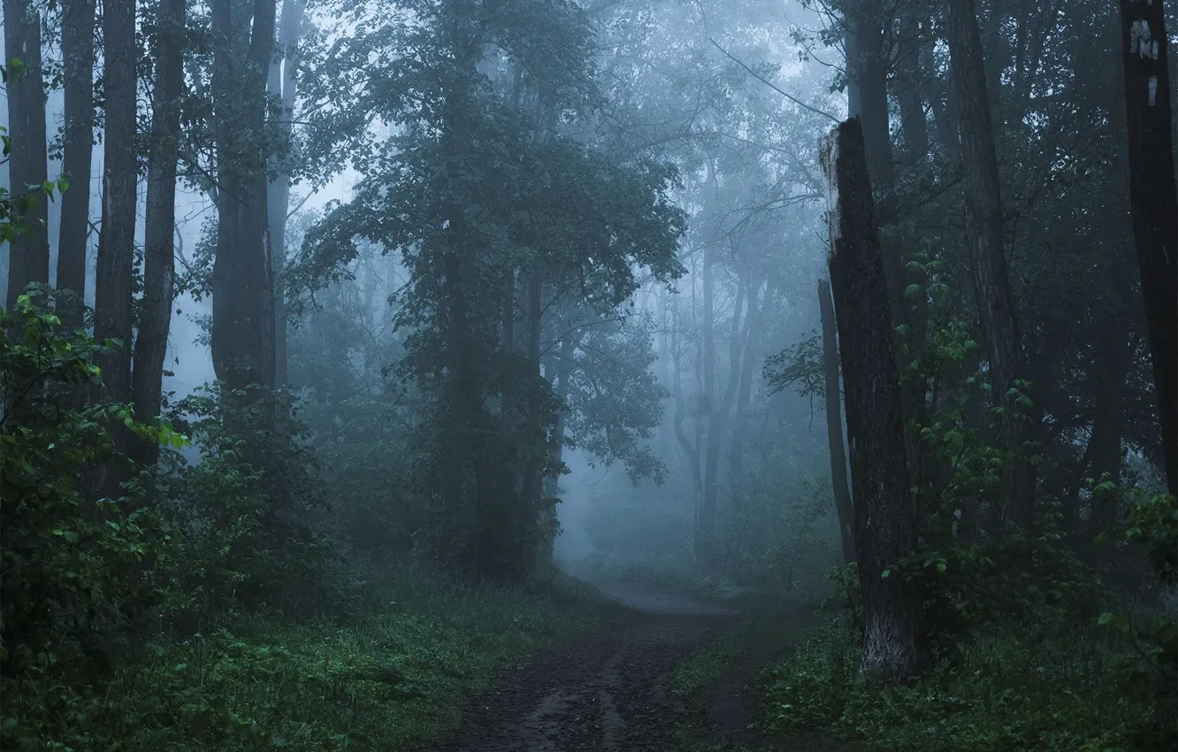 Photo wallpaper forest, trees, nature, fog, path