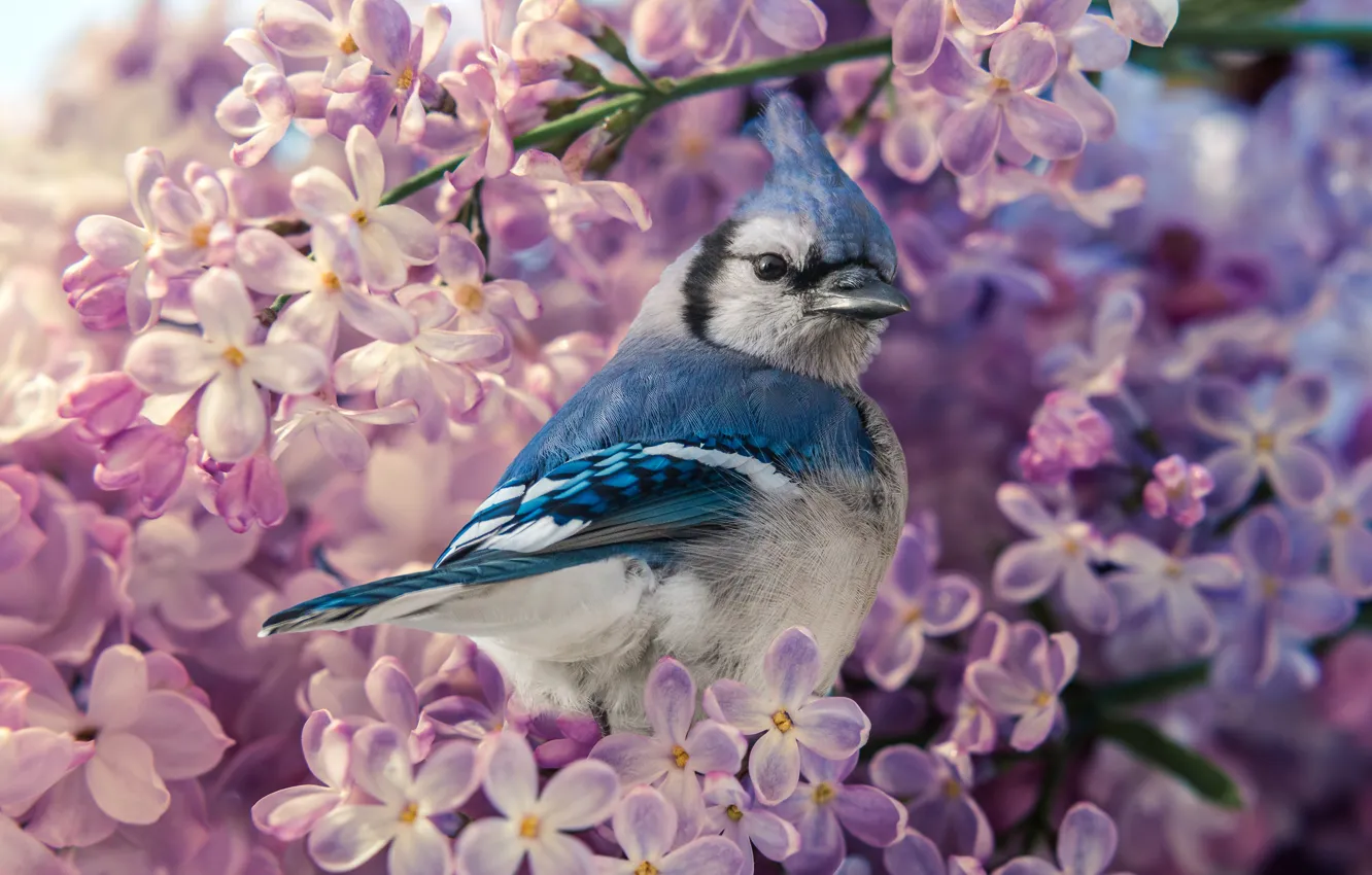 Photo wallpaper nature, bird, treatment, lilac, Jay, Blue Jay
