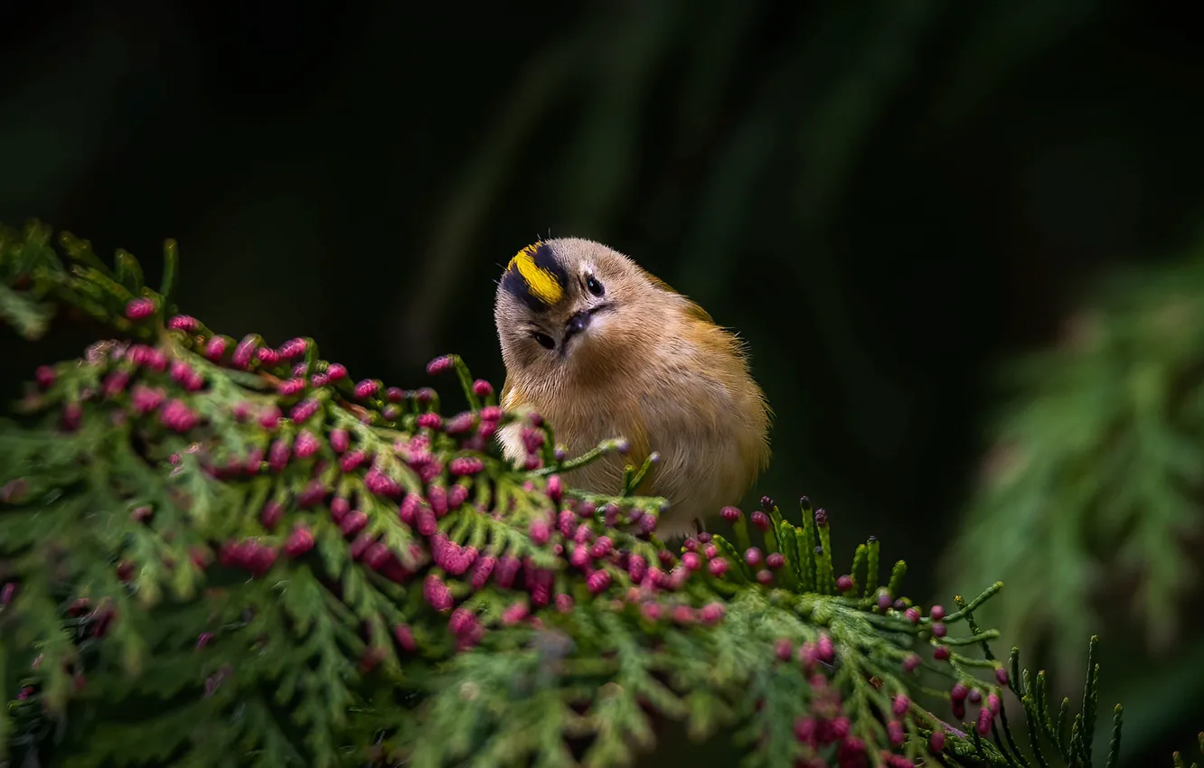 Photo wallpaper branches, nature, bird, Wren