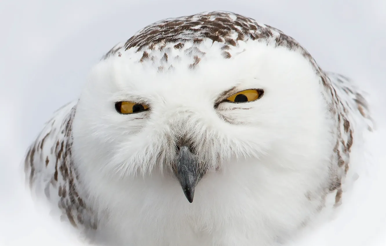 Photo wallpaper white, face, owl, bird, polar