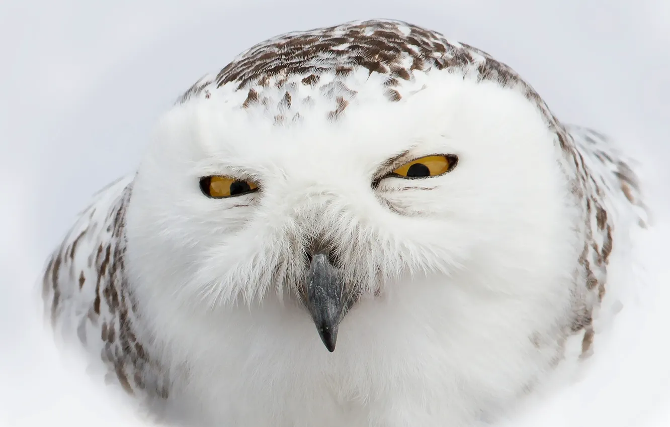 Photo wallpaper face, owl, bird, white, polar