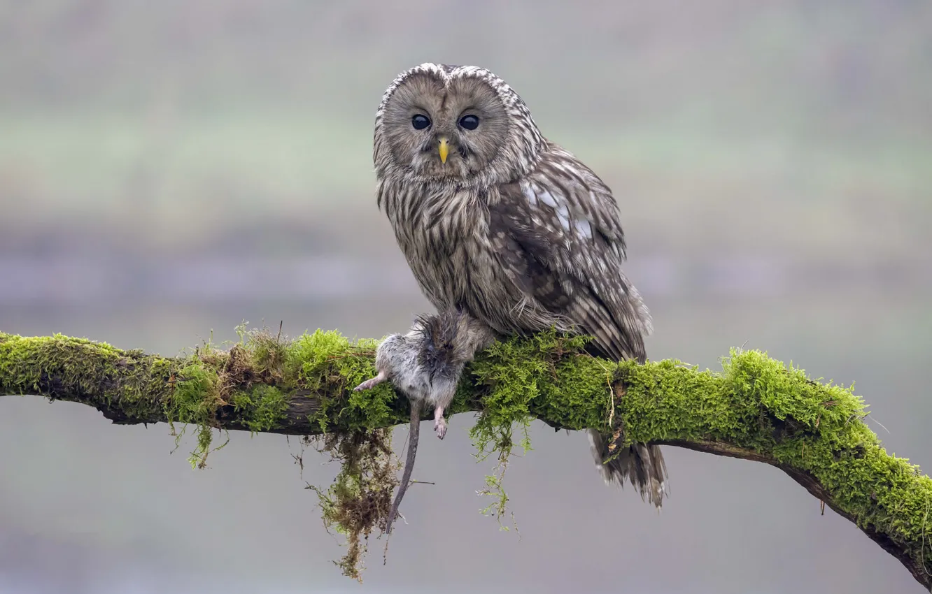 Photo wallpaper owl, bird, mining