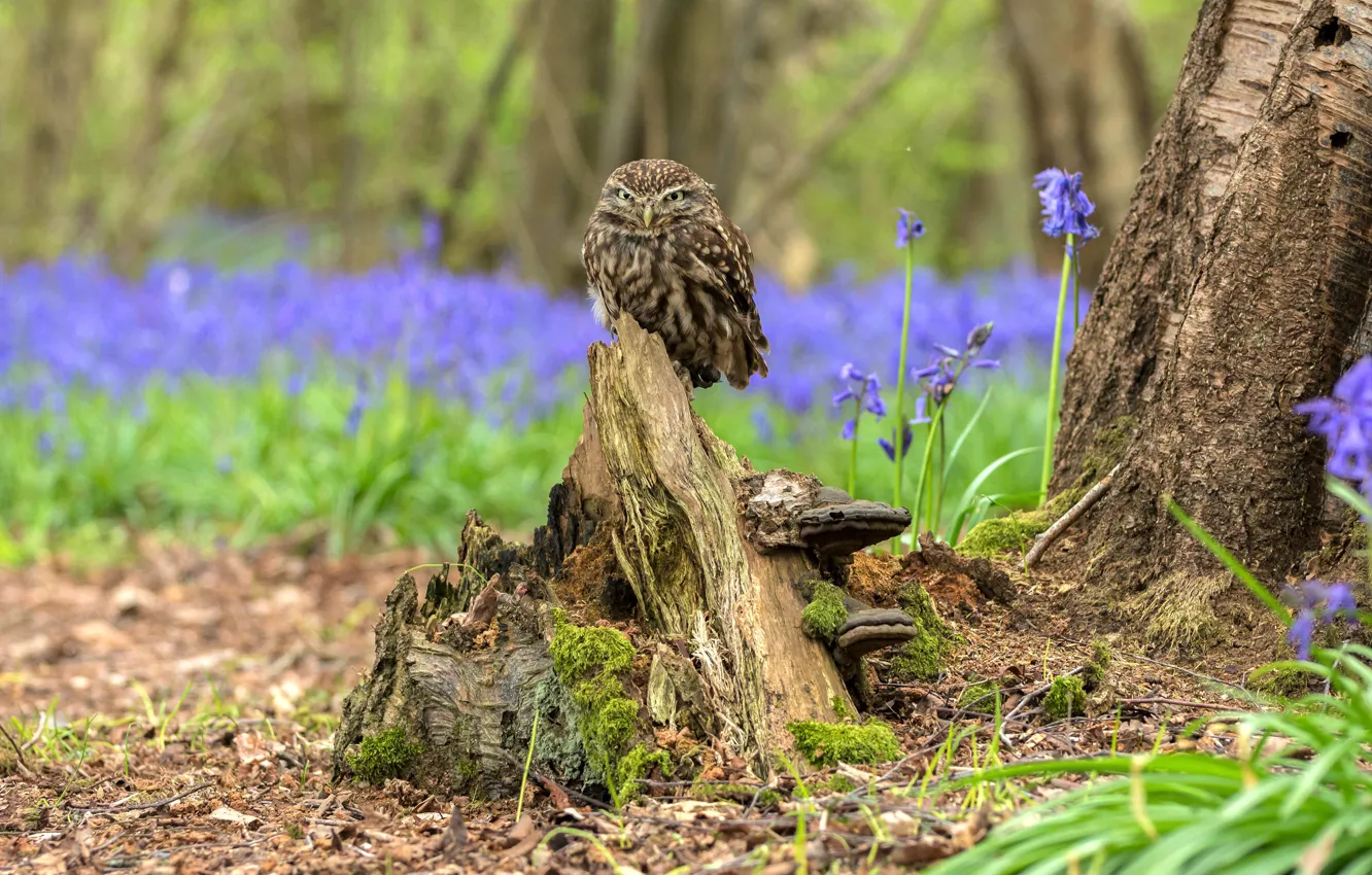 Photo wallpaper greens, forest, grass, look, trees, flowers, nature, pose