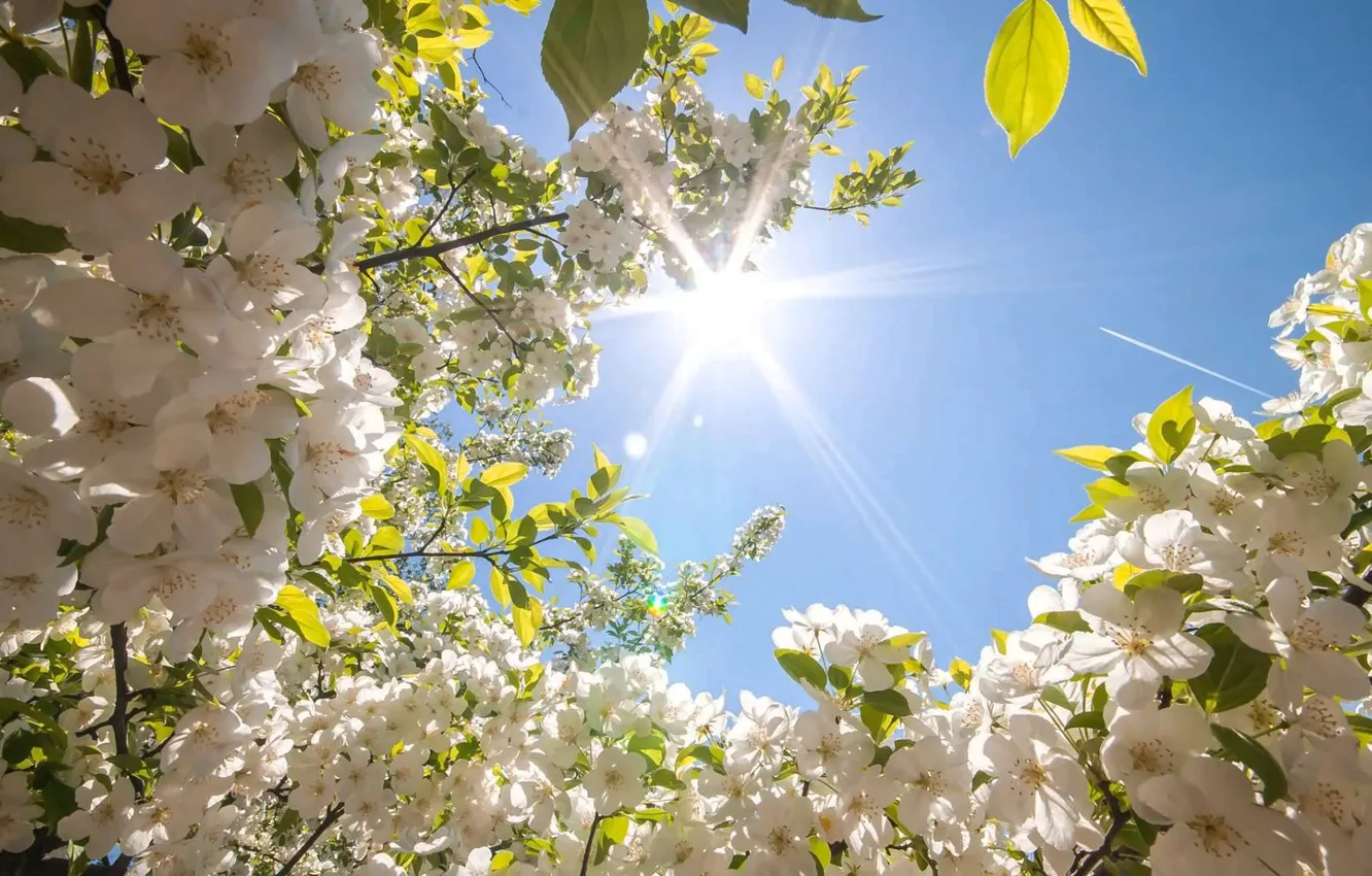 Photo wallpaper the sky, the sun, flowers, beauty, spring