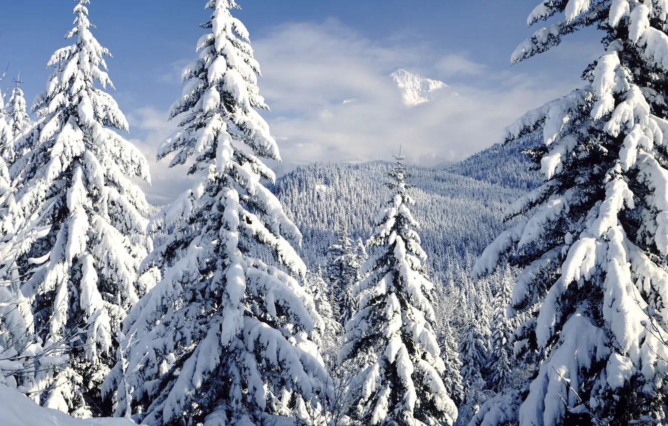 Photo wallpaper winter, forest, nature, tree
