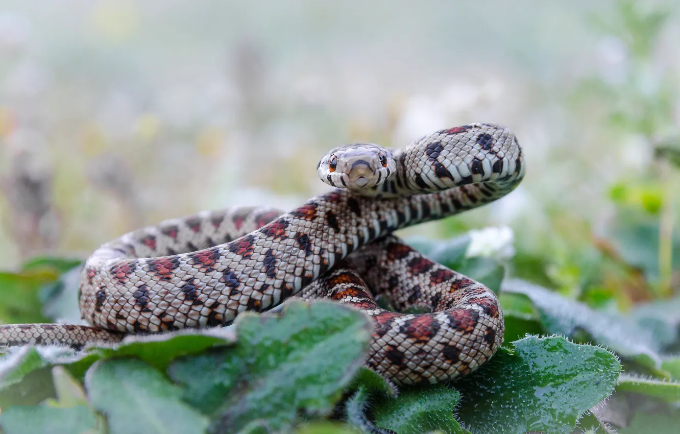 Photo wallpaper snake, reptile, cold-blooded