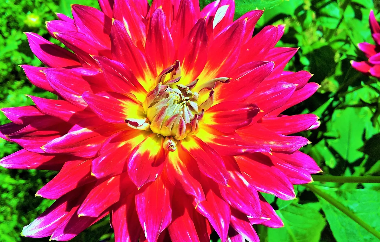 Photo wallpaper macro, flowers, dahlias