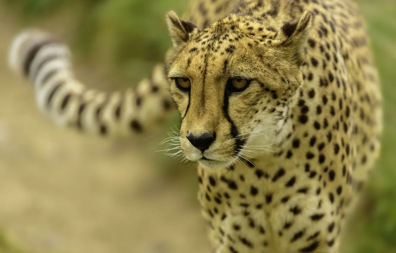 Photo wallpaper cat, predator, Cheetah, wild