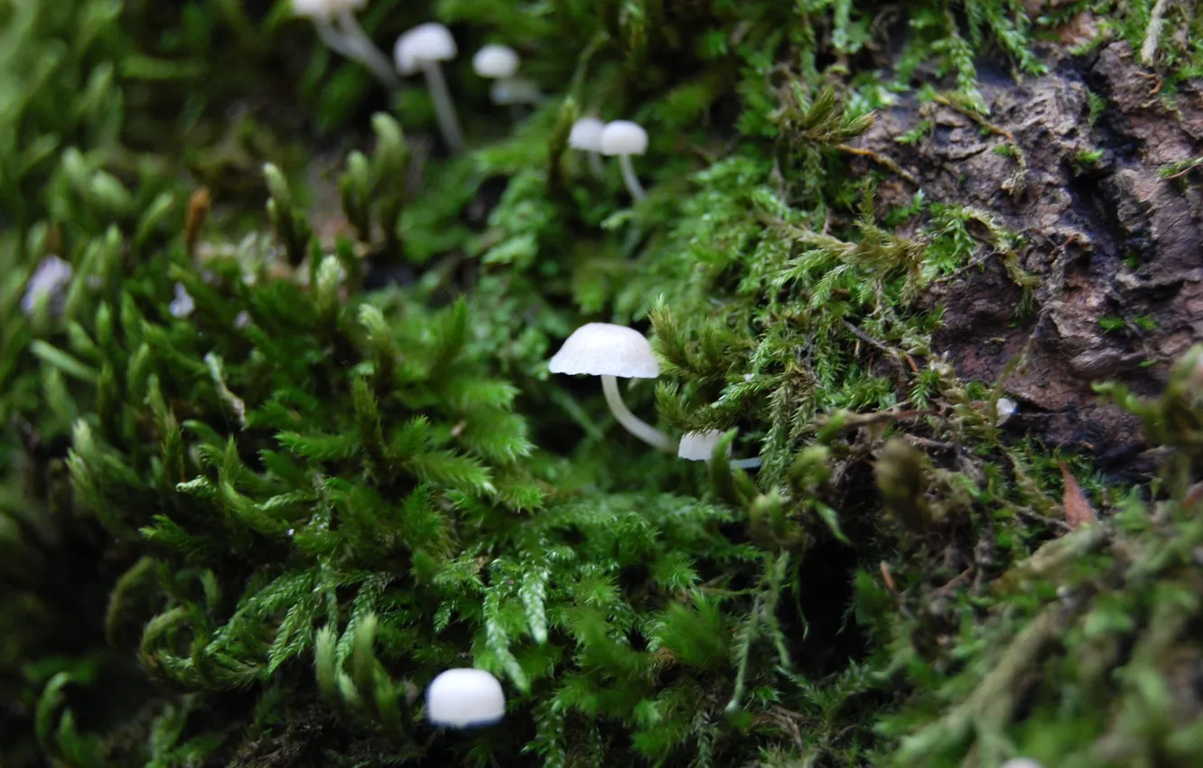 Photo wallpaper white, macro, moss, small, Mushroom