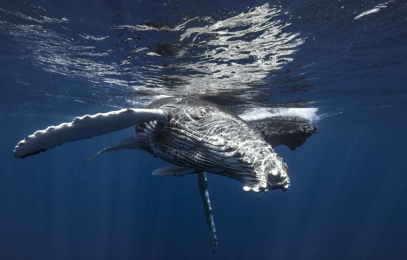 Photo wallpaper sea, nature, kit